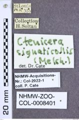 Etikette zu Brownia signaticollis (Melsheimer, 1846) (NHMW-ZOO-COL-0008401)